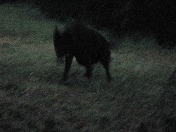 a blurry photo of a dog walking in the grass at night time with its head down