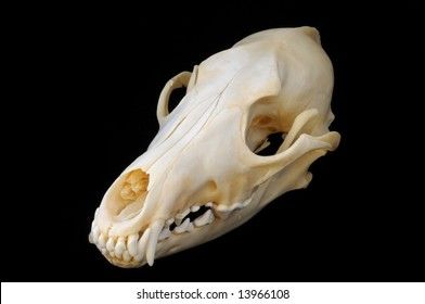 an animal's skull is shown against a black background