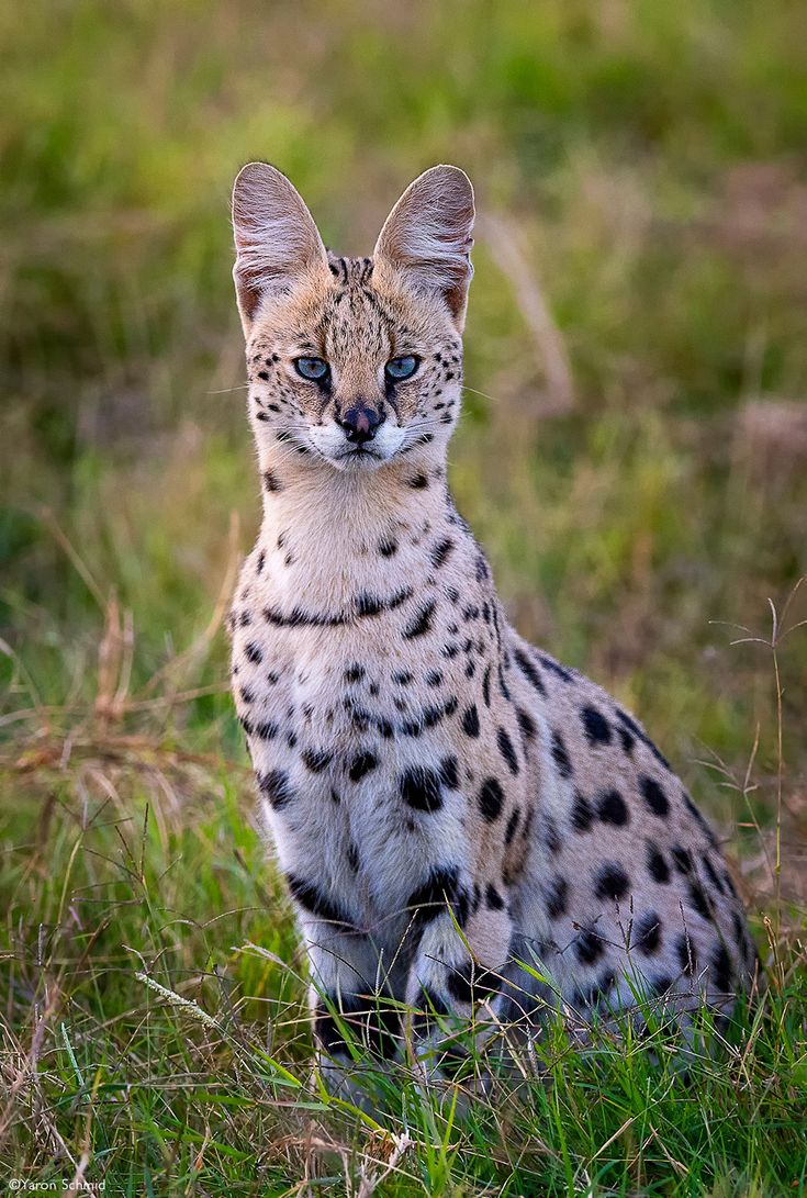 a spotted cat sitting in the grass looking at something to the side with its eyes wide open