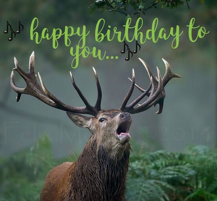 a deer with antlers and the words happy birthday to you on it's face