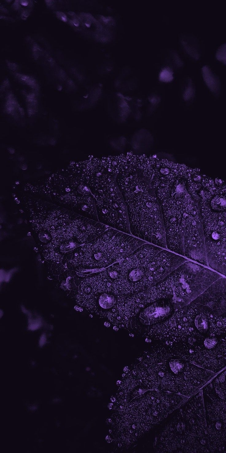 a leaf with drops of water on it in the middle of dark purple hues