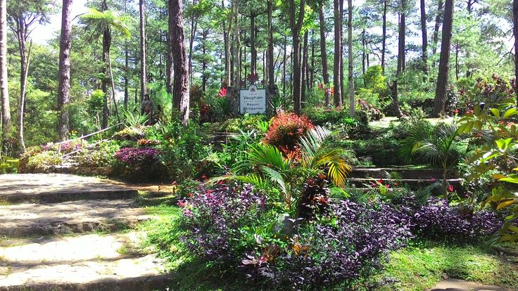 a path in the middle of a forest with lots of trees and flowers on it