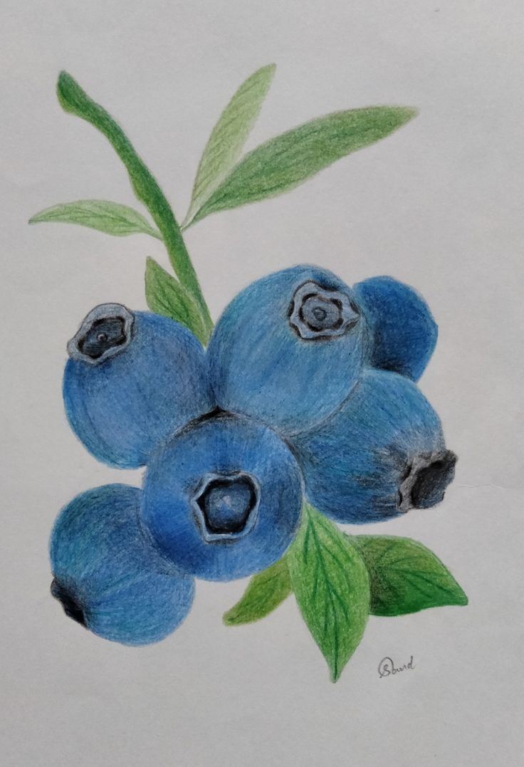 a drawing of blueberries with green leaves