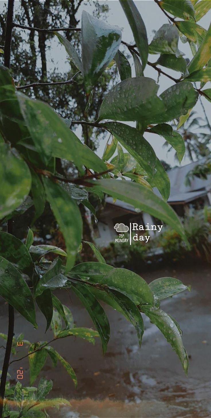 some leaves are hanging from a tree in the rain