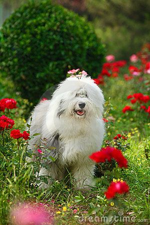 a white dog standing in the middle of flowers