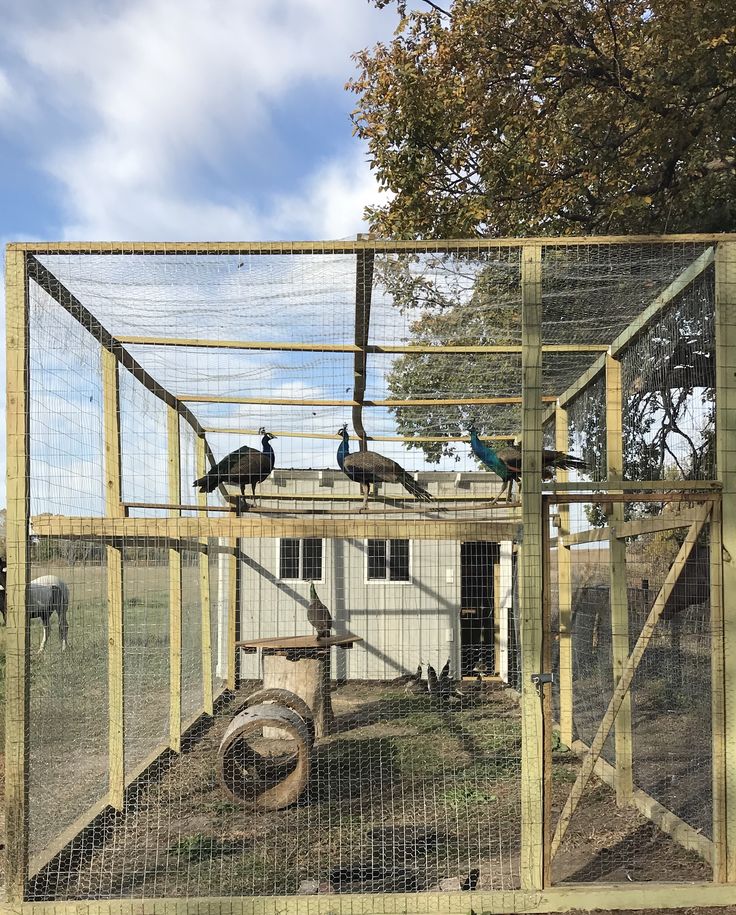 two birds sitting on top of a chicken coop