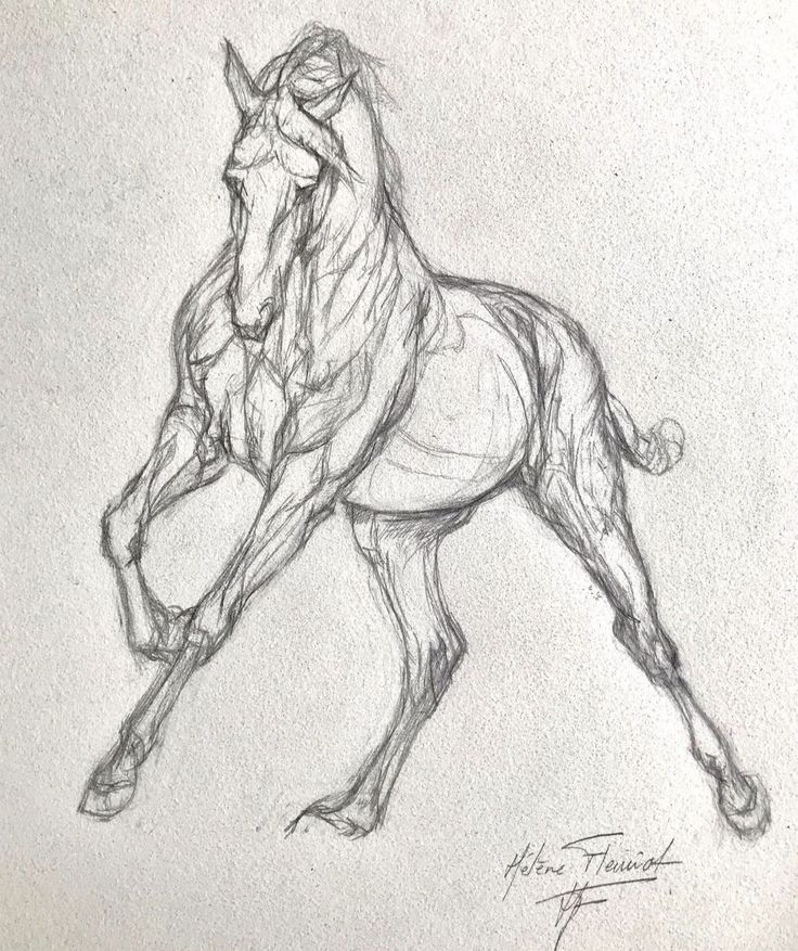 a pencil drawing of a running horse