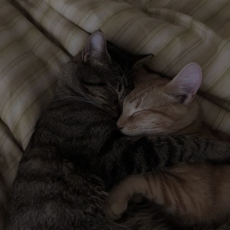 two cats cuddle together on a blanket in the dark, with their eyes closed