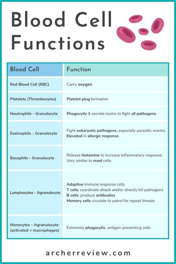 blood cell functions chart with the names and description for each type of organ function in an animal