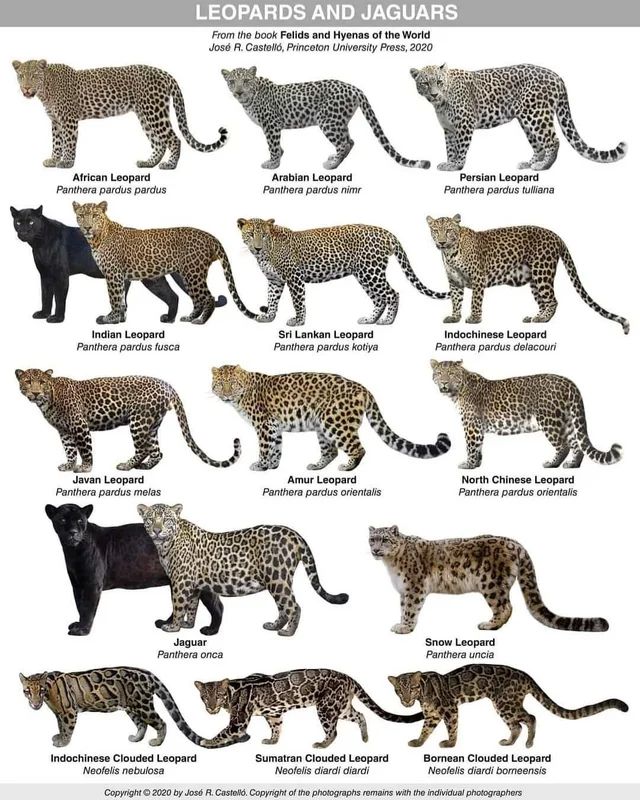 the different types of leopards and jaguars are shown in this chart with their names