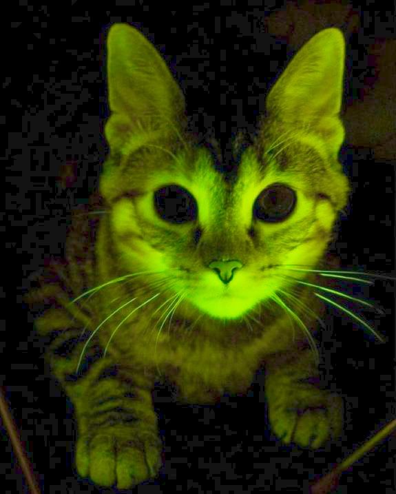 a cat with glowing green eyes sitting in the dark