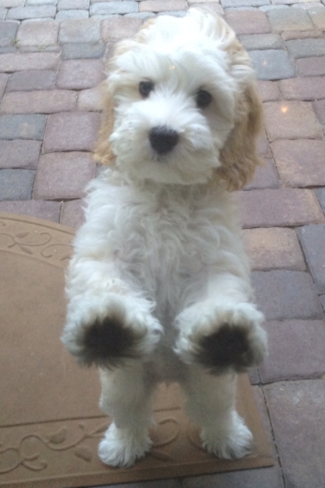 a small white dog standing on its hind legs