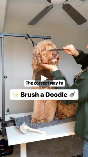 a woman is brushing her dog's teeth with a brush