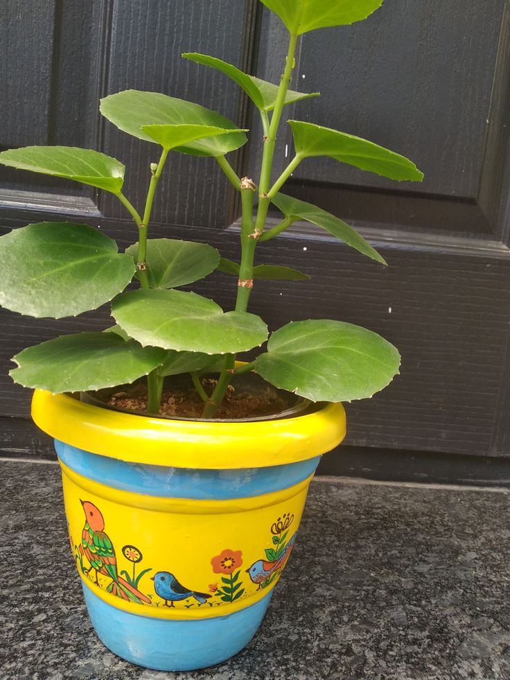 a potted plant sitting on top of a table