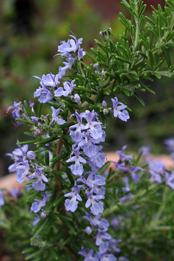 purple flowers are growing in the garden