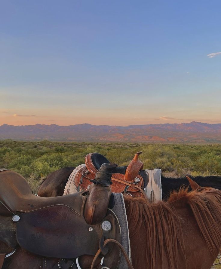 two horses with saddles on their backs in the grass and mountains in the background