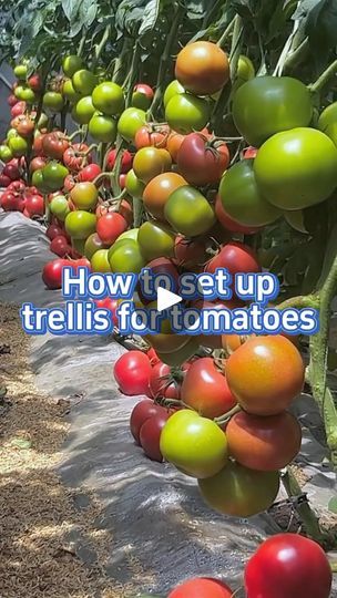 tomatoes growing in rows with the words how to set up trelliss for tomatoes