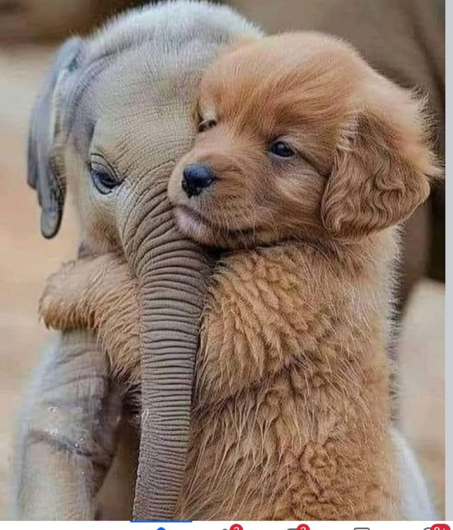 a baby elephant hugging its mother in the middle of it's back with caption that reads, i love you so much