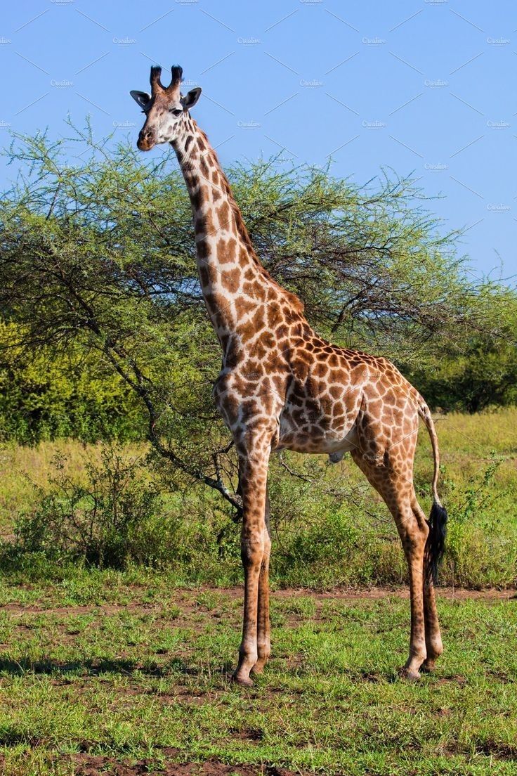 a giraffe standing in the middle of a grassy area with trees and bushes