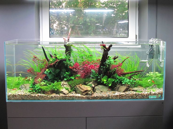 an aquarium with plants and rocks in it