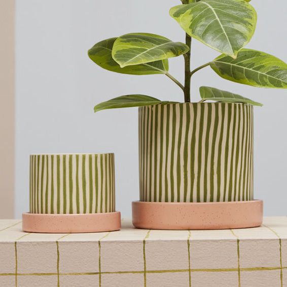 two potted plants sitting on top of a counter