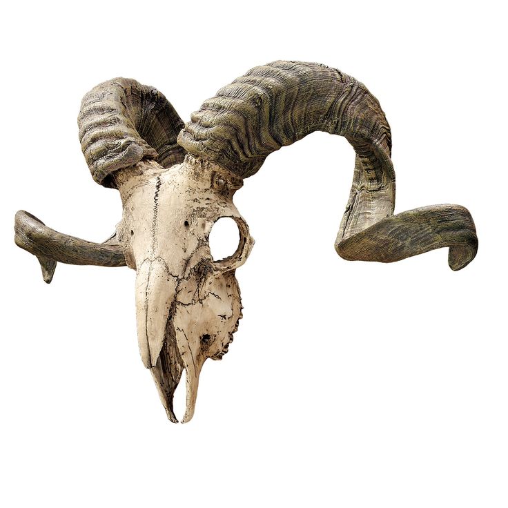 an animal's skull with large horns is shown in front of a white background