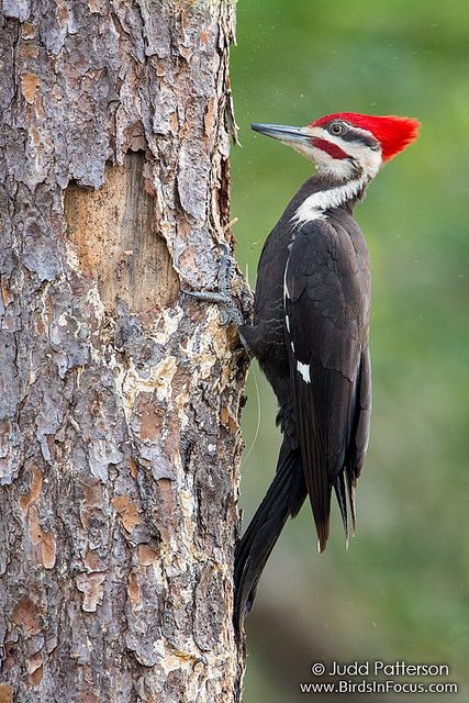 a red - bellied woodpecker perches on the bark of a tree