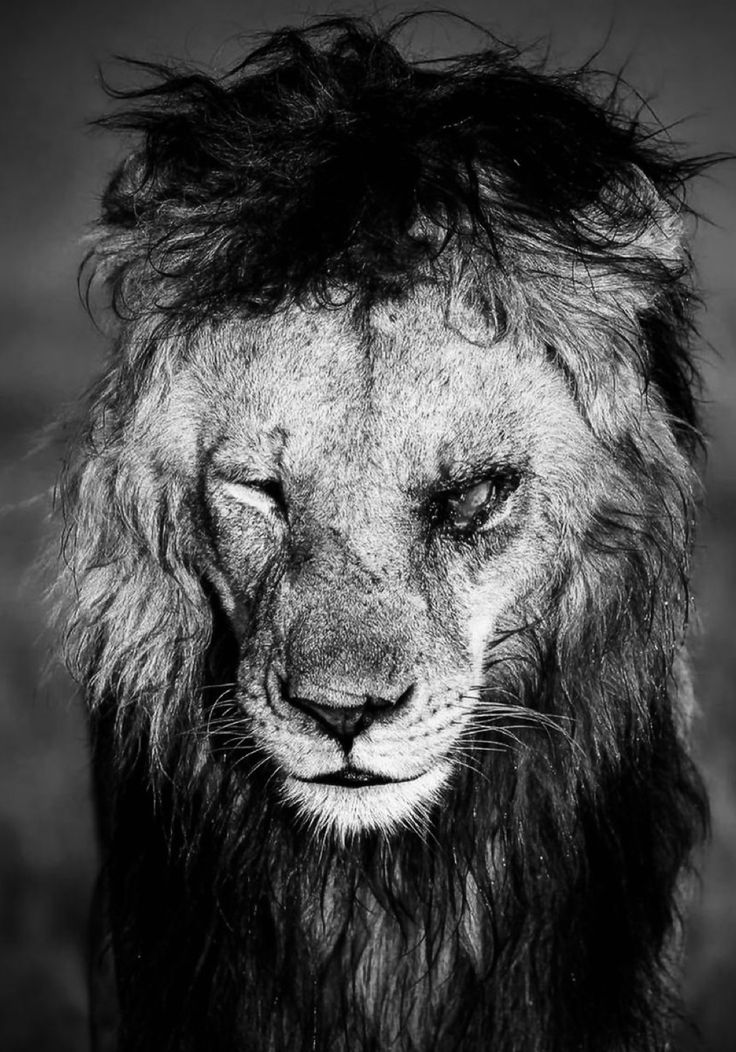 a black and white photo of a lion's face with hair blowing in the wind