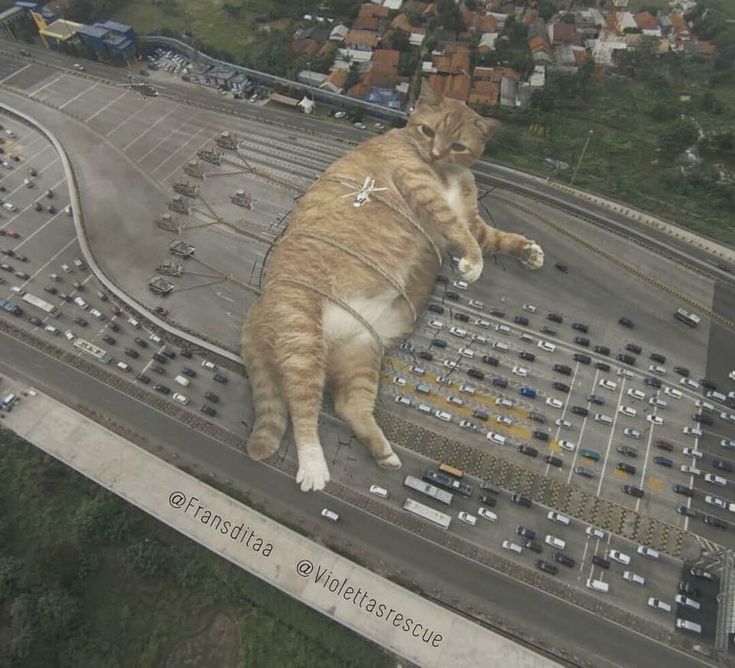 an orange and white cat laying on top of a parking lot with lots of cars