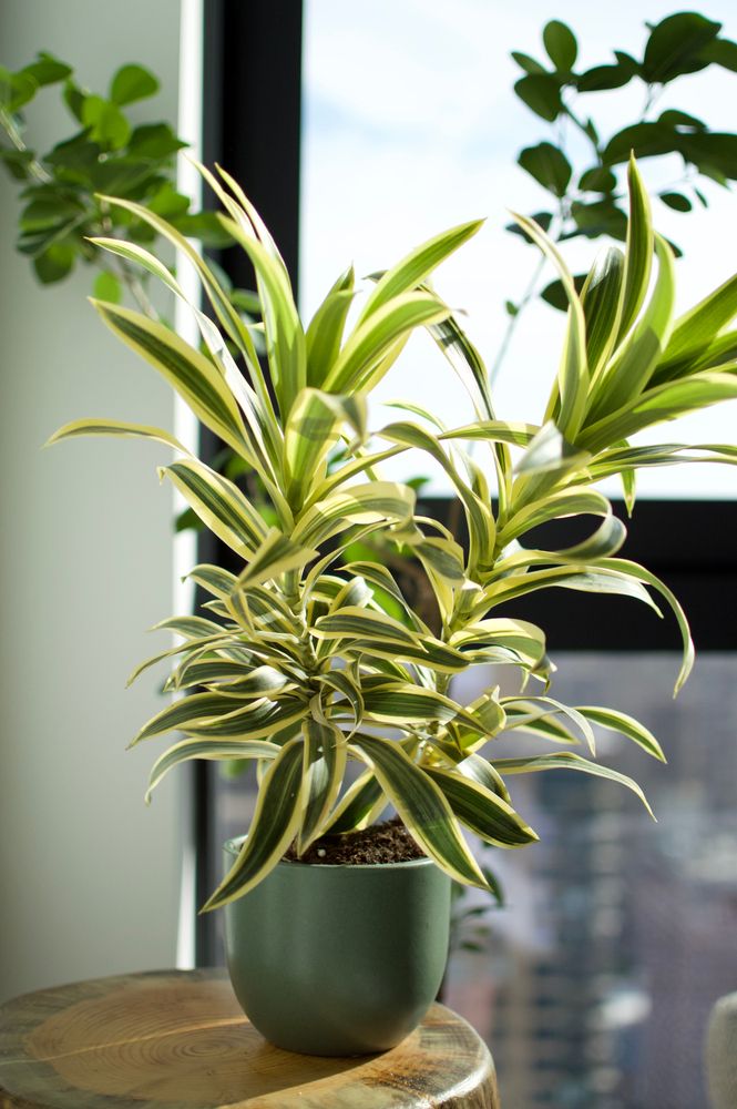 Dracaena Plant Dracaena Draco, Dracaena Fragrans, Dracaena Sanderiana, Houseplants Decor, Houseplants Low Light, Dracaena Plant, Corn Plant, Rainbow Tree, Best Indoor Plants