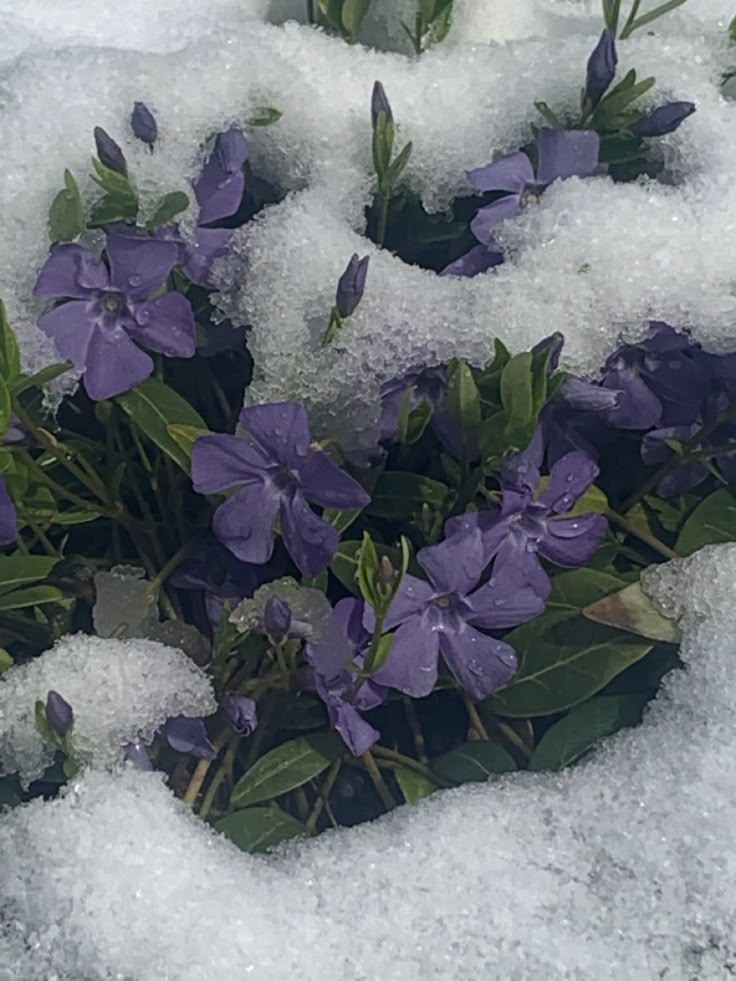 some purple flowers are in the snow