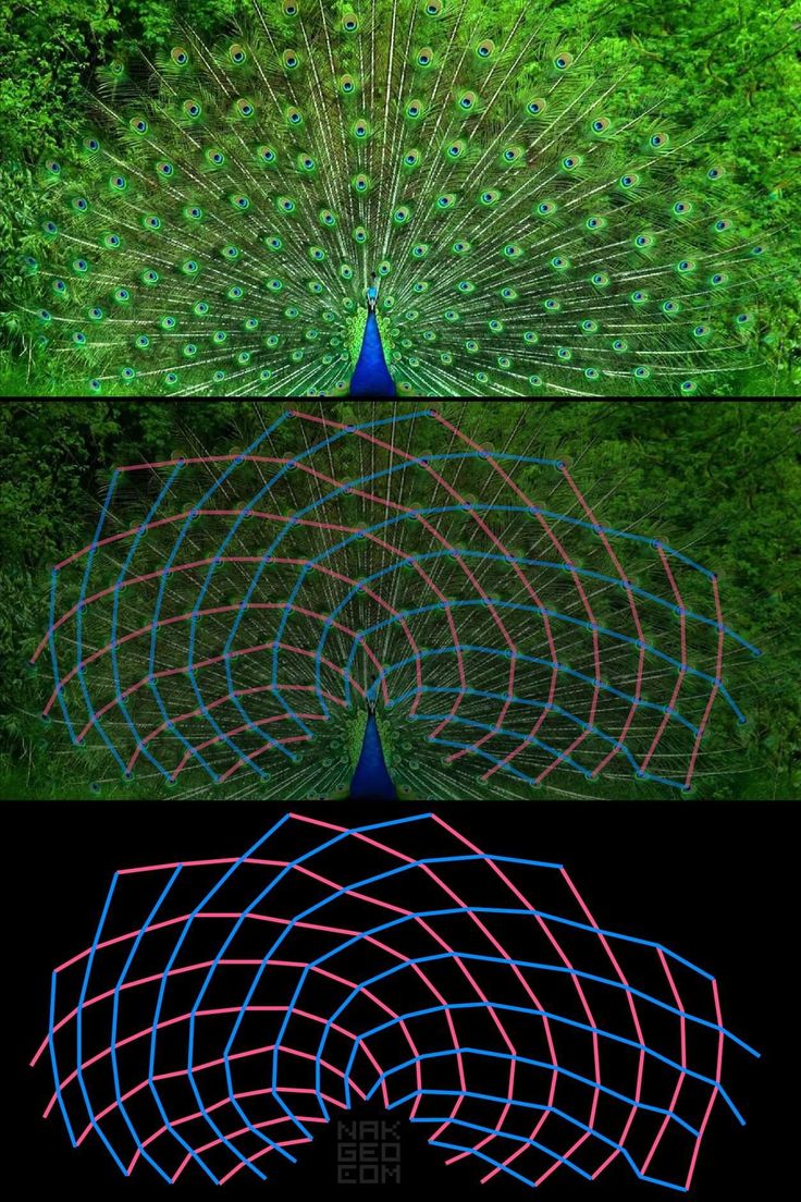 three different colored lines in the shape of a peacock's tail, with trees behind them