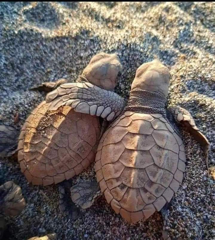 two baby sea turtles are laying on the sand together, with their heads touching each other