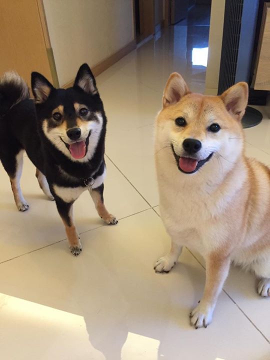 two small dogs standing next to each other on the floor