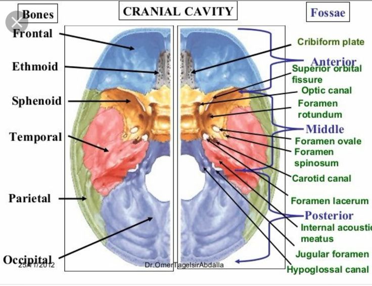 the structure of the cranial cavity is shown in this diagram with labels on it