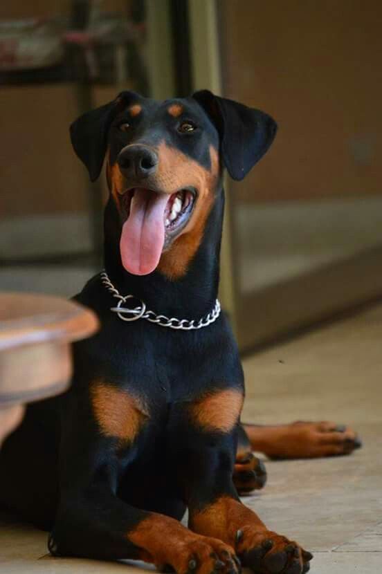 a black and brown dog laying on the ground with its tongue hanging out looking at the camera