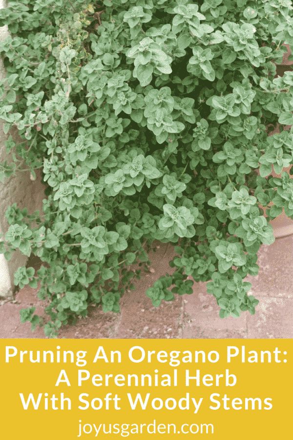 an oregano plant with soft woody stems is shown in the foreground and text overlay reads pruning an oregano plant a perennial herb with soft woody stems