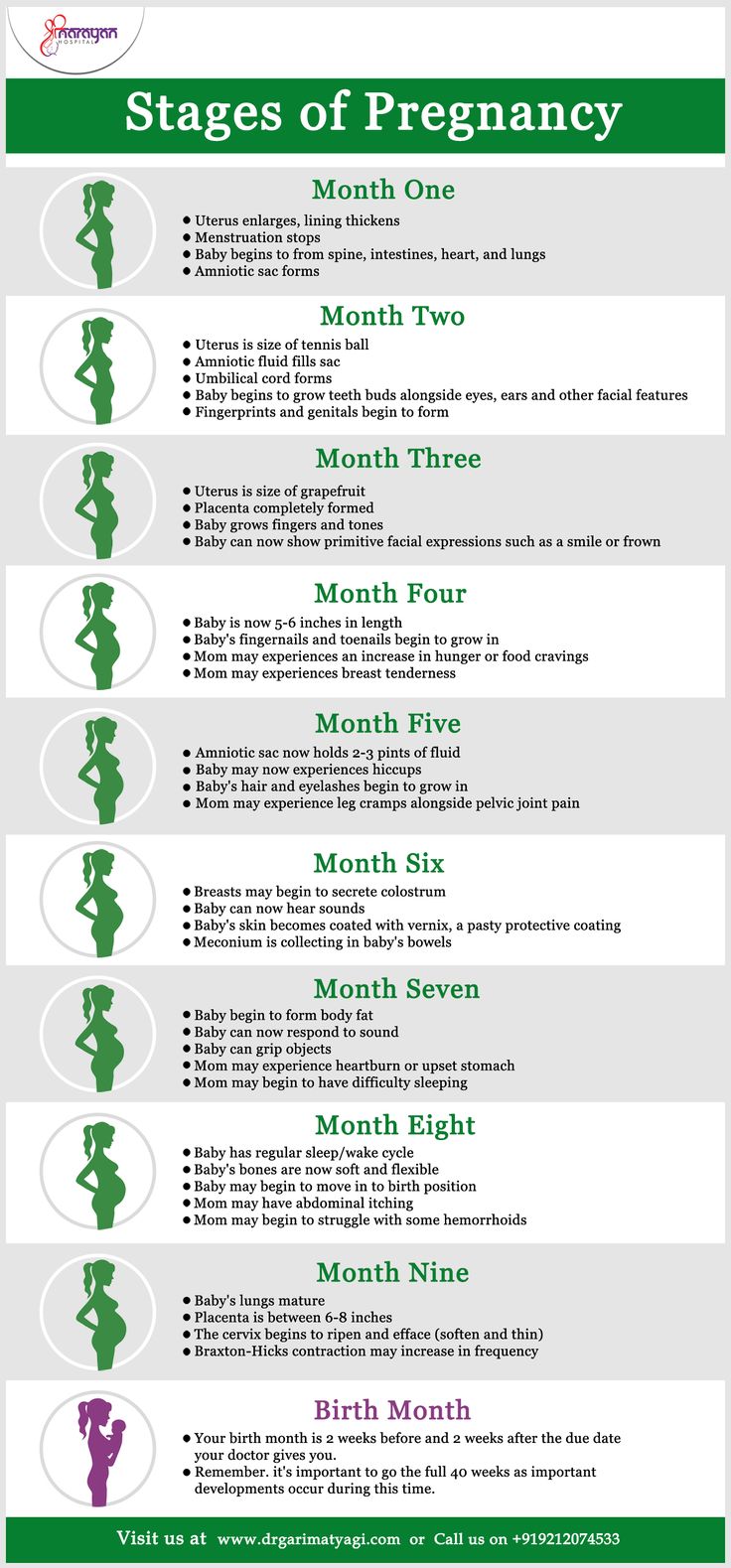 a green and white poster with the words stages of pregnancy