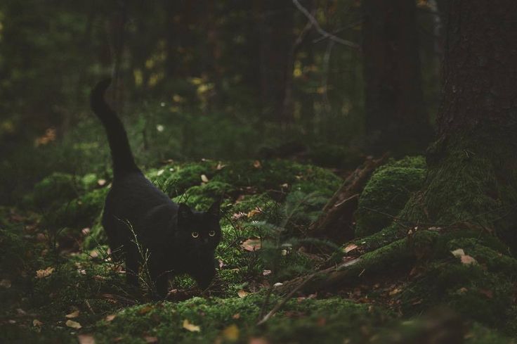 a black cat is walking through the woods