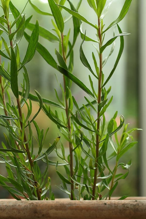 a close up of a plant in a pot