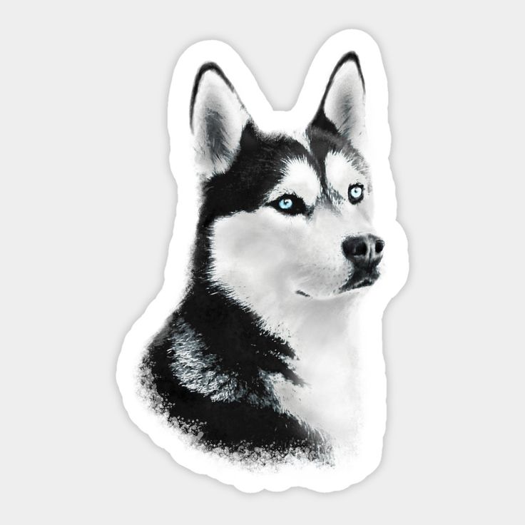 a black and white husky dog with blue eyes sticker on the side of a car