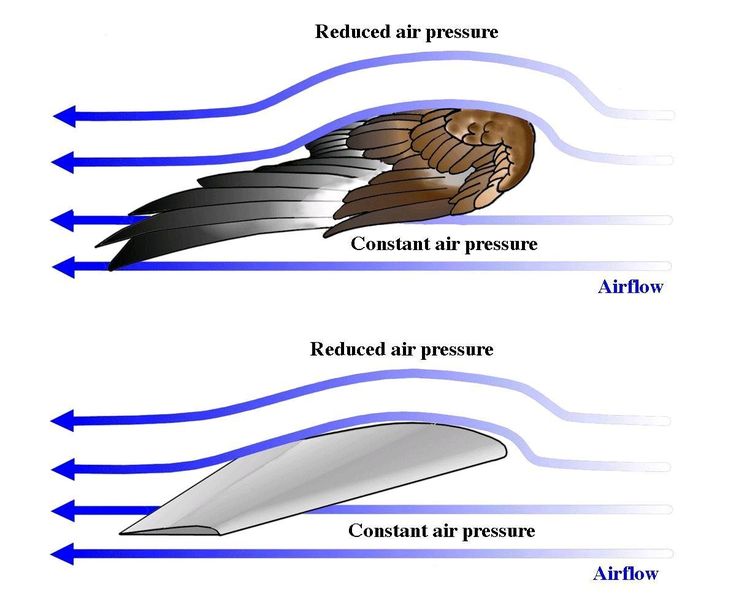 three different types of wings with arrows pointing to them and labeled in the following words