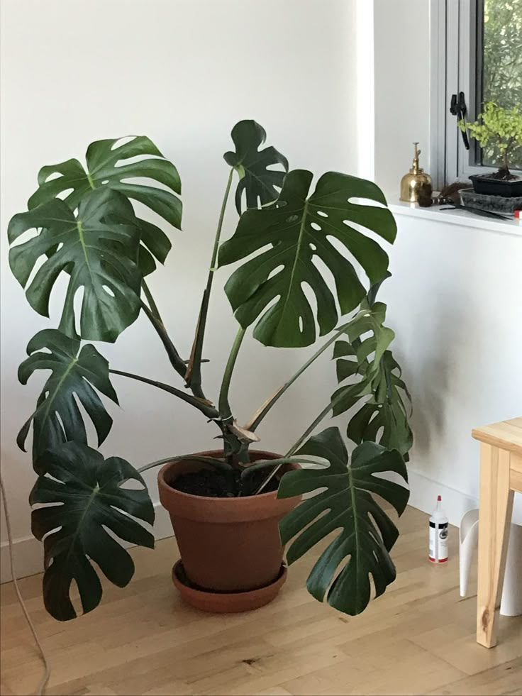 a houseplant in a pot on the floor next to a window