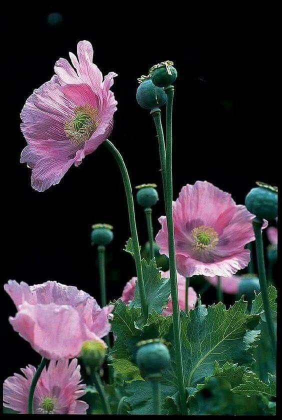 pink flowers with green stems and leaves in front of a black background, close up