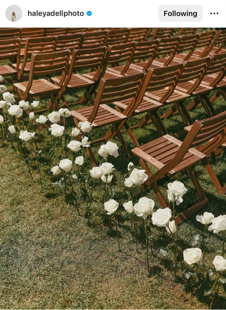 rows of wooden chairs lined up with white flowers in the grass next to each other