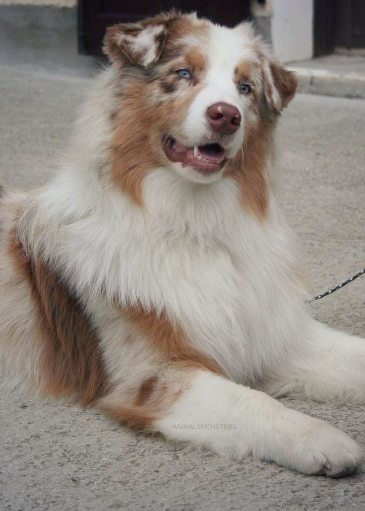 a brown and white dog laying on the ground