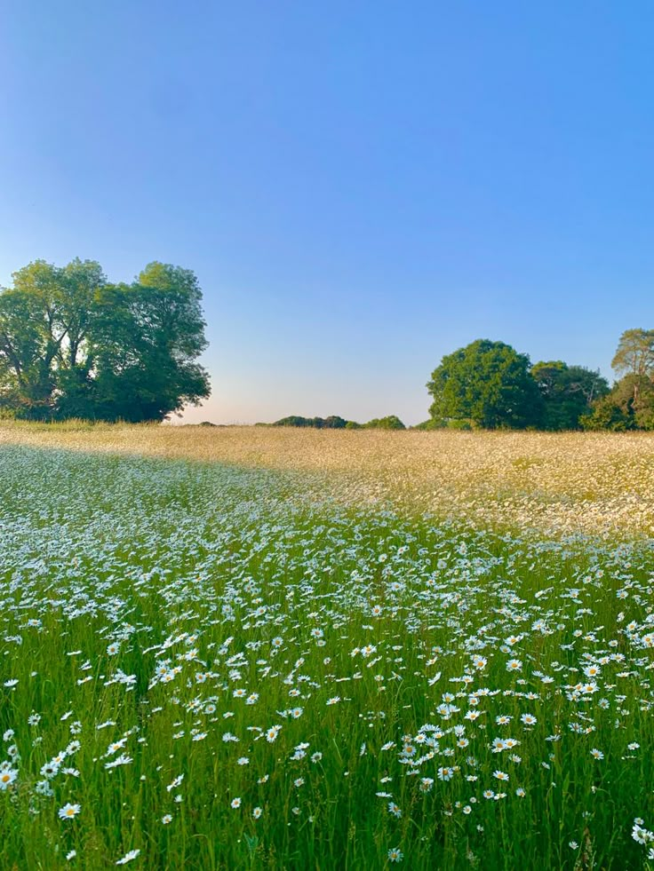 an open field with white flowers and trees in the background