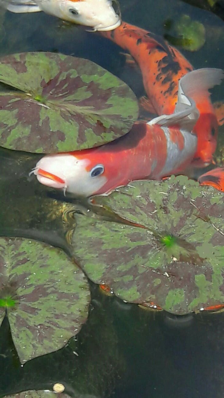 two orange and white fish in a pond with lily pads