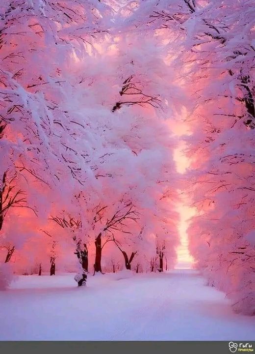 the trees are covered in snow as the sun is setting behind them and it's pink