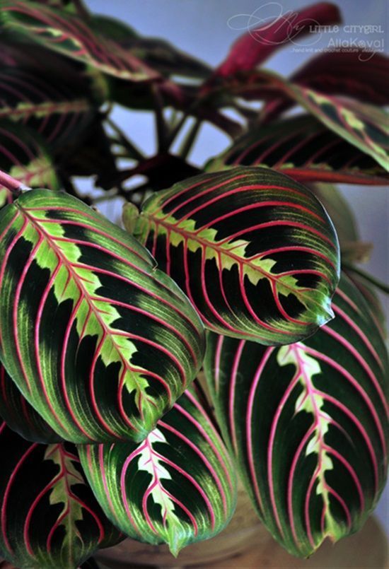 some green and red leaves on a plant